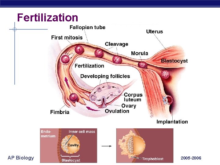 Fertilization AP Biology 2005 -2006 