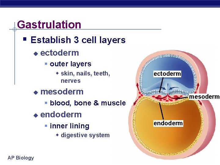 Gastrulation § Establish 3 cell layers u ectoderm § outer layers w skin, nails,