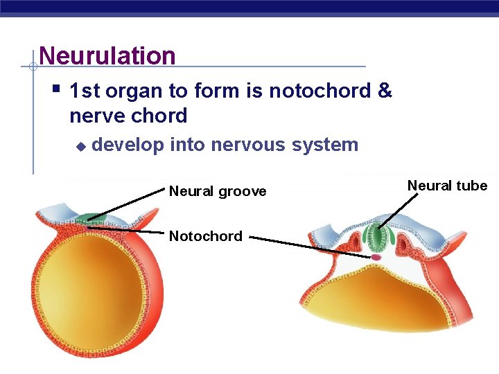 Neurulation § 1 st organ to form is notochord & nerve chord u develop