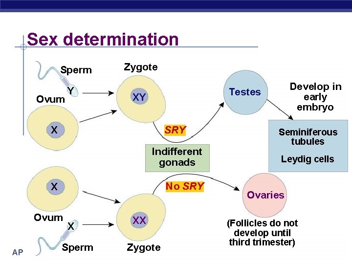 Sex determination Sperm Ovum Y Zygote XY X SRY Indifferent gonads No SRY X