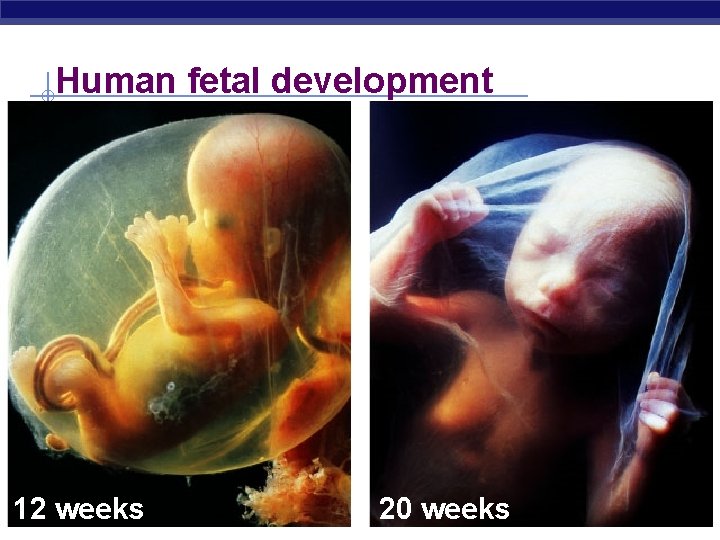 Human fetal development 12 weeks AP Biology 20 weeks 2005 -2006 