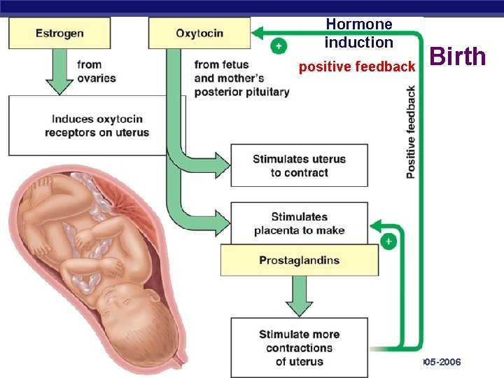 Hormone induction positive feedback AP Biology Birth 2005 -2006 