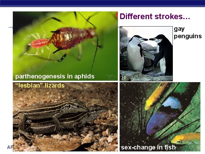 Different strokes… gay penguins parthenogenesis in aphids “lesbian” lizards AP Biology 2005 -2006 sex-change