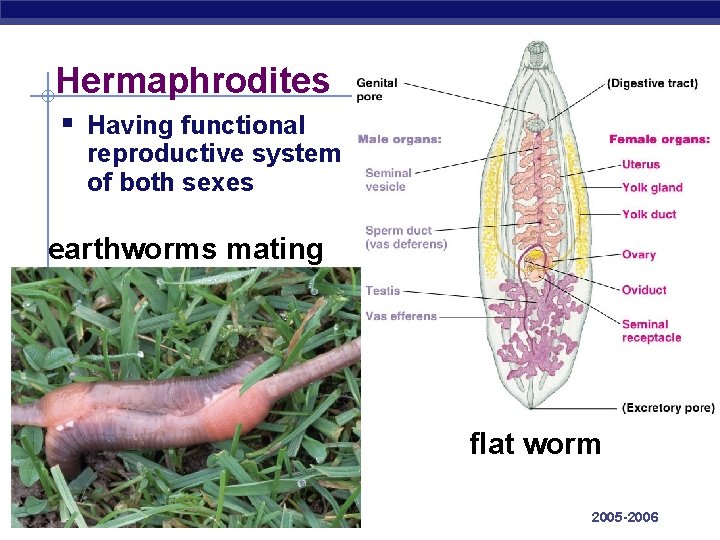 Hermaphrodites § Having functional reproductive system of both sexes earthworms mating flat worm AP