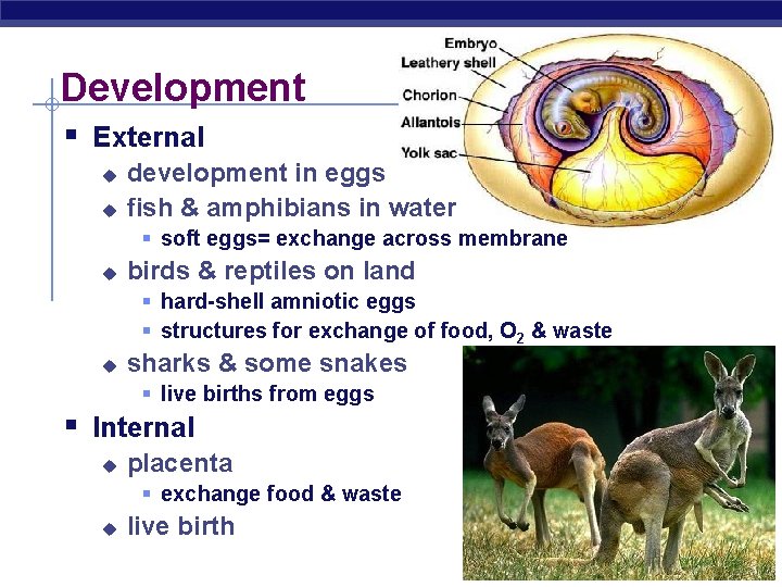 Development § External u u development in eggs fish & amphibians in water §