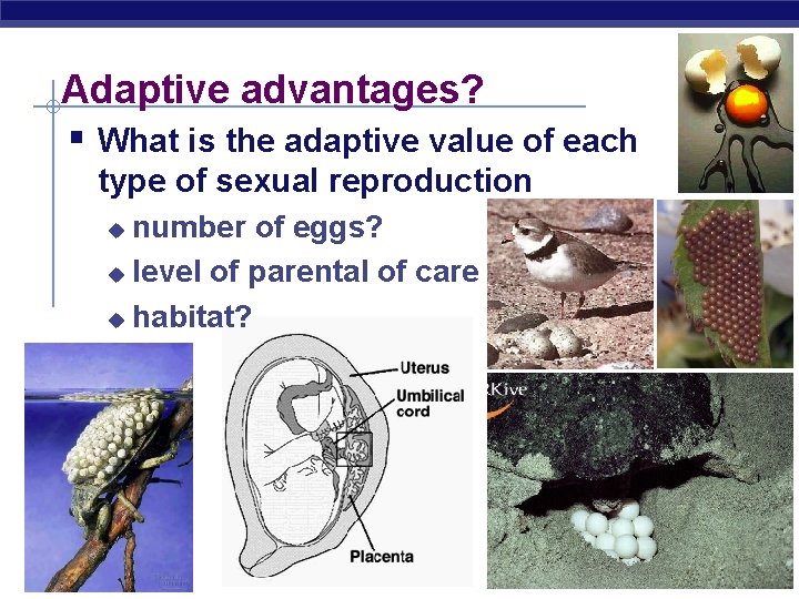 Adaptive advantages? § What is the adaptive value of each type of sexual reproduction