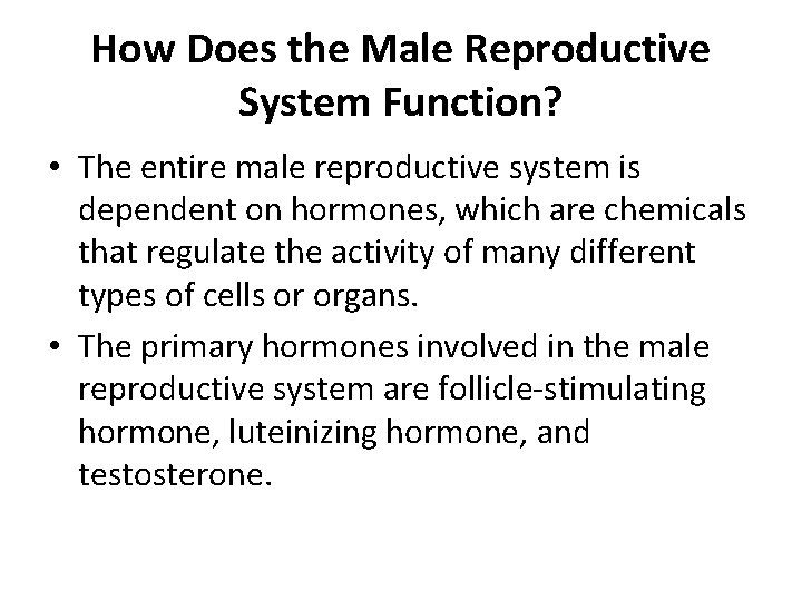 How Does the Male Reproductive System Function? • The entire male reproductive system is