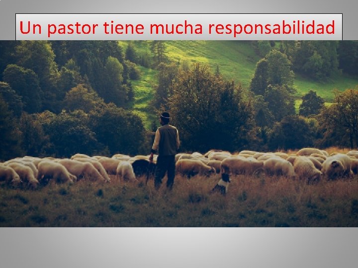 Un pastor tiene mucha responsabilidad 