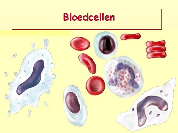 Bloedcellen 