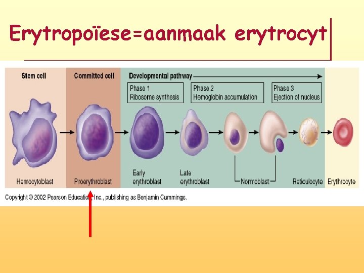 Erytropoïese=aanmaak erytrocyt 