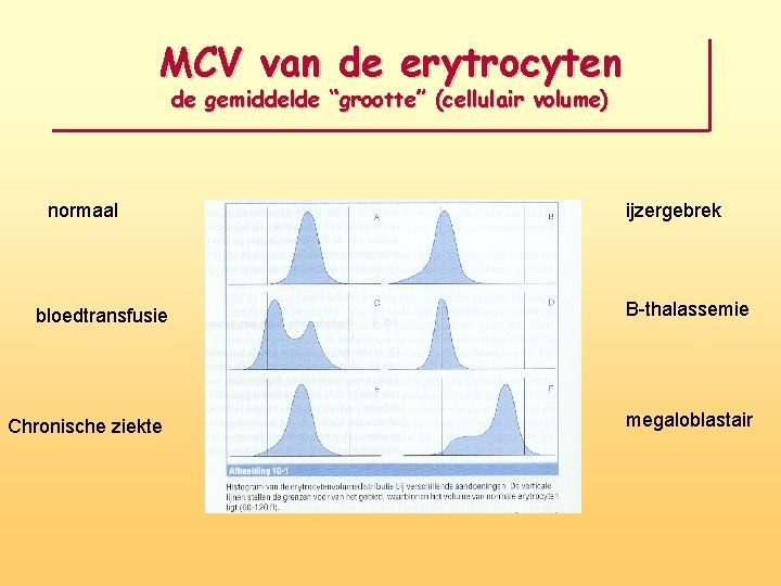 MCV van de erytrocyten de gemiddelde “grootte” (cellulair volume) normaal ijzergebrek bloedtransfusie B-thalassemie Chronische