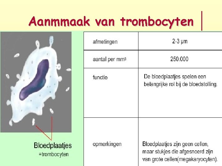 Aanmmaak van trombocyten 