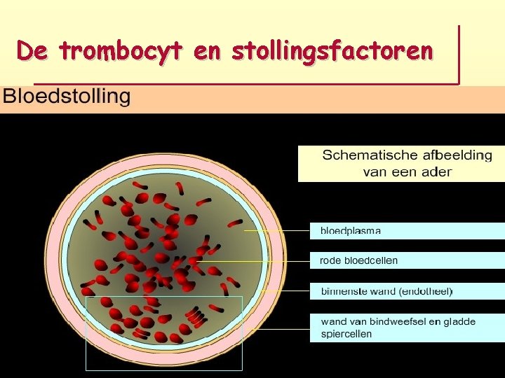De trombocyt en stollingsfactoren 
