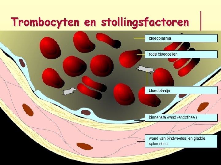 Trombocyten en stollingsfactoren 
