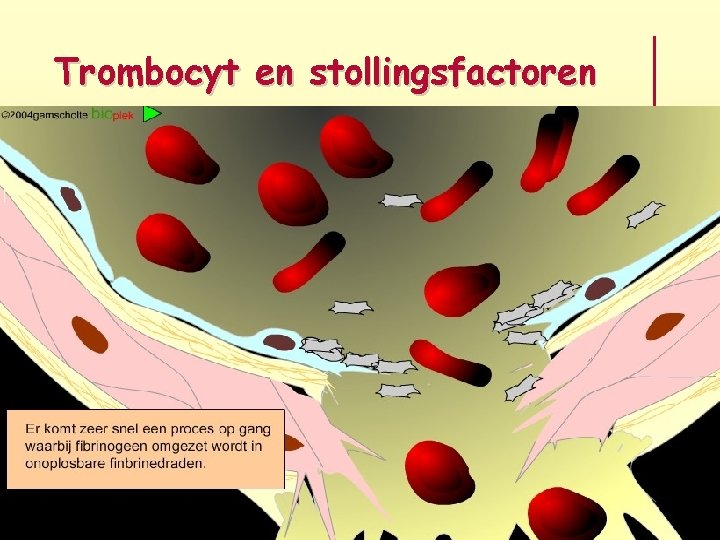 Trombocyt en stollingsfactoren 