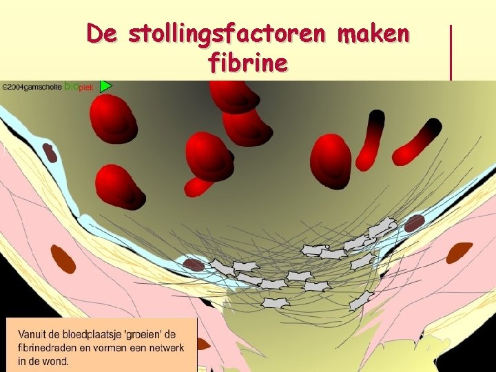 De stollingsfactoren maken fibrine 