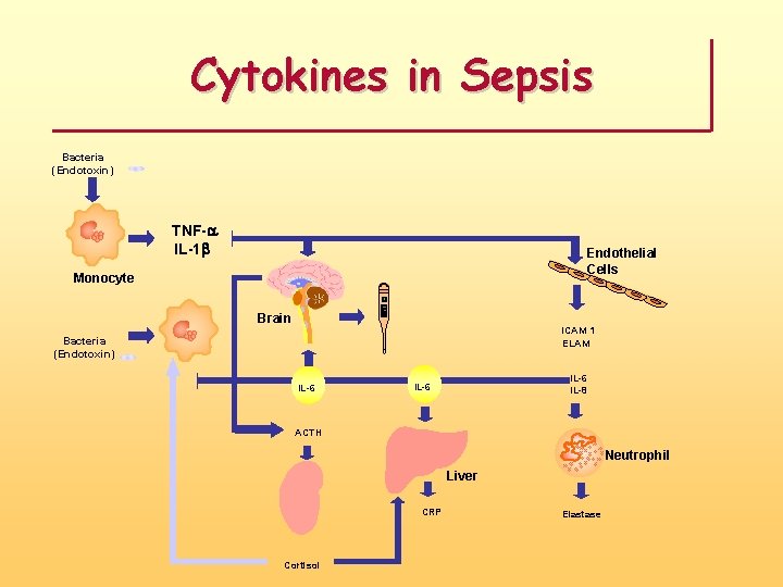 Cytokines in Sepsis Bacteria (Endotoxin) TNF-a IL-1 b Endothelial Cells Monocyte Brain ICAM 1
