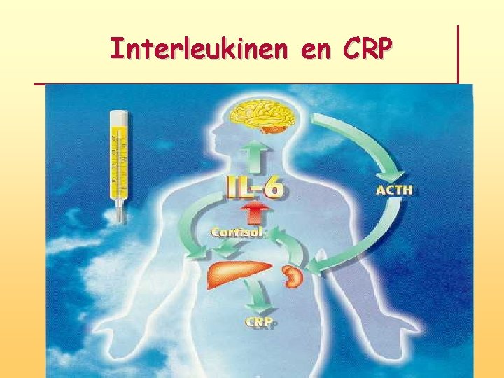 Interleukinen en CRP 