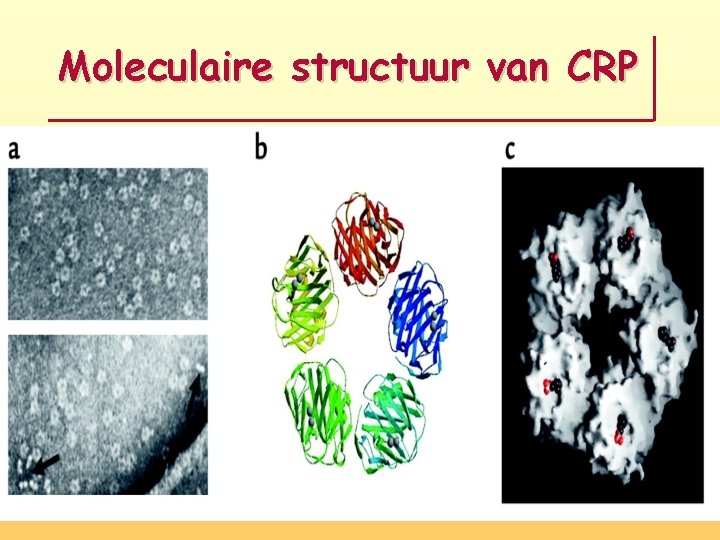 Moleculaire structuur van CRP 