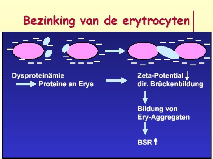 Bezinking van de erytrocyten 