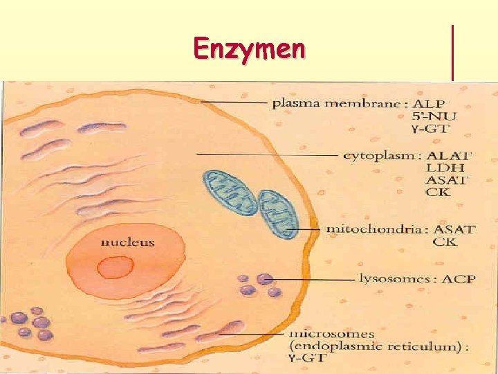 Enzymen 