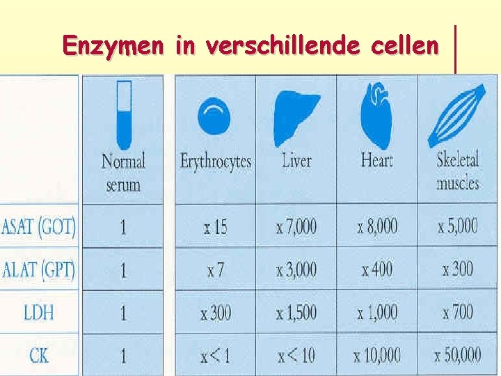 Enzymen in verschillende cellen 