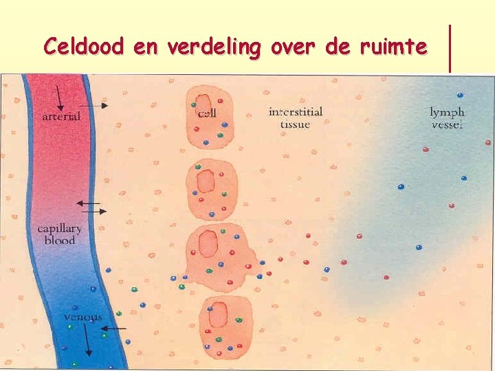 Celdood en verdeling over de ruimte 