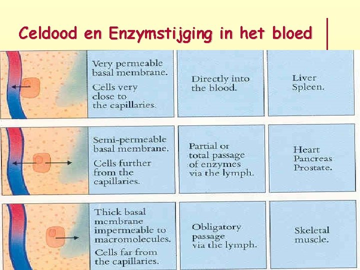 Celdood en Enzymstijging in het bloed 