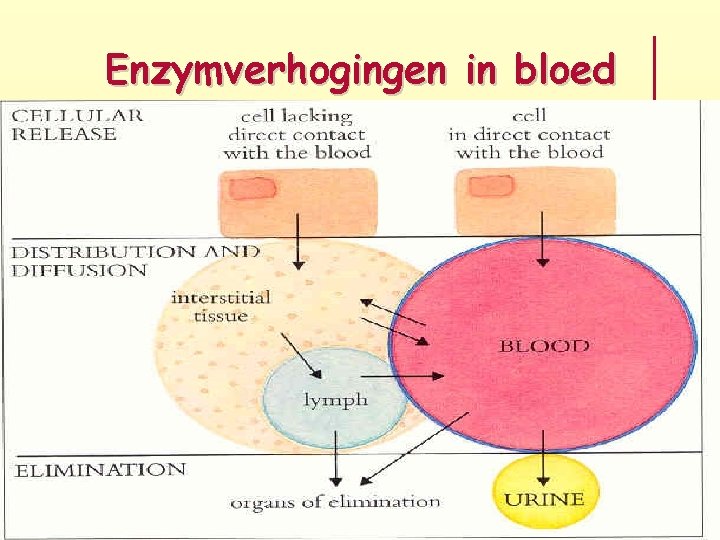 Enzymverhogingen in bloed 