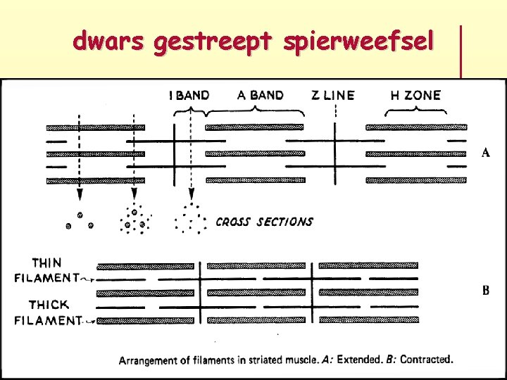 dwars gestreept spierweefsel 