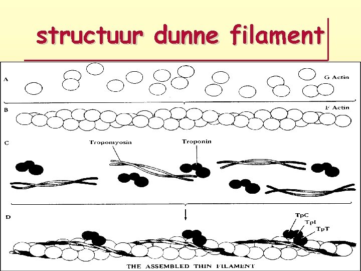 structuur dunne filament 
