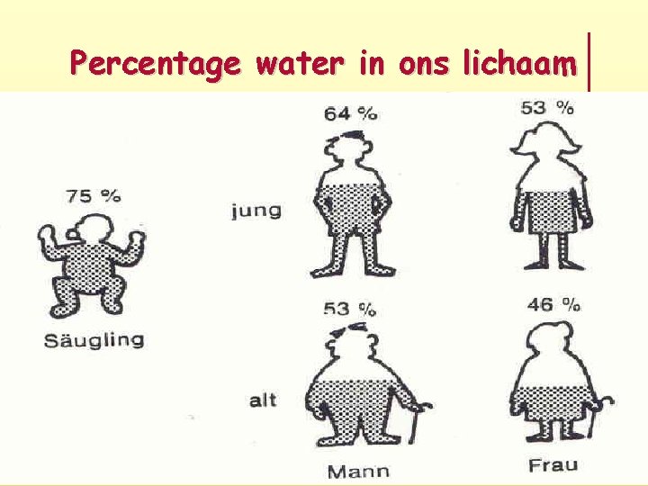 Percentage water in ons lichaam 