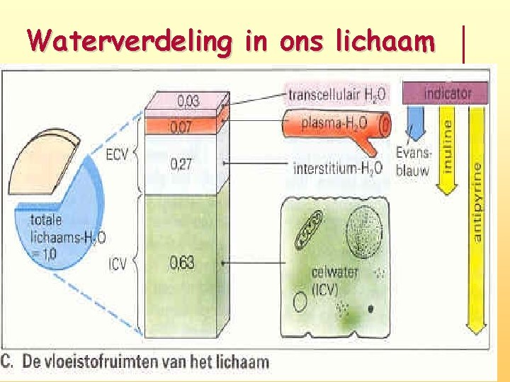 Waterverdeling in ons lichaam 