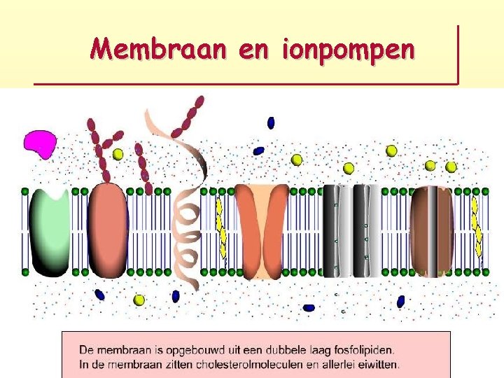 Membraan en ionpompen 