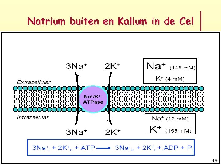 Natrium buiten en Kalium in de Cel 