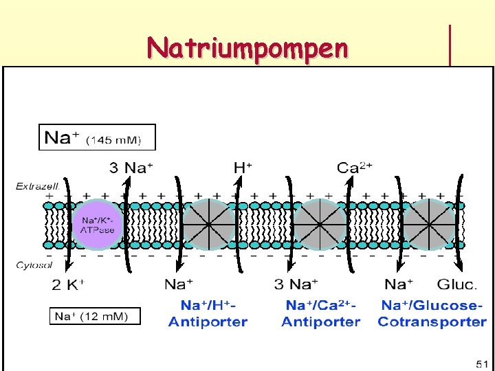 Natriumpompen 