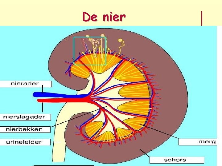 De nier 