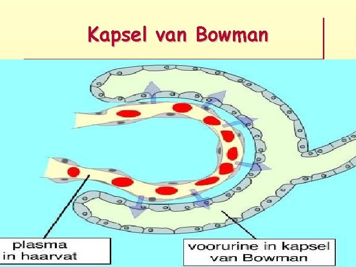 Kapsel van Bowman 