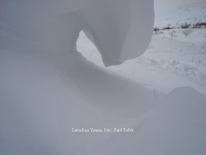 Labud na Vranu; foto: Said Tufek 