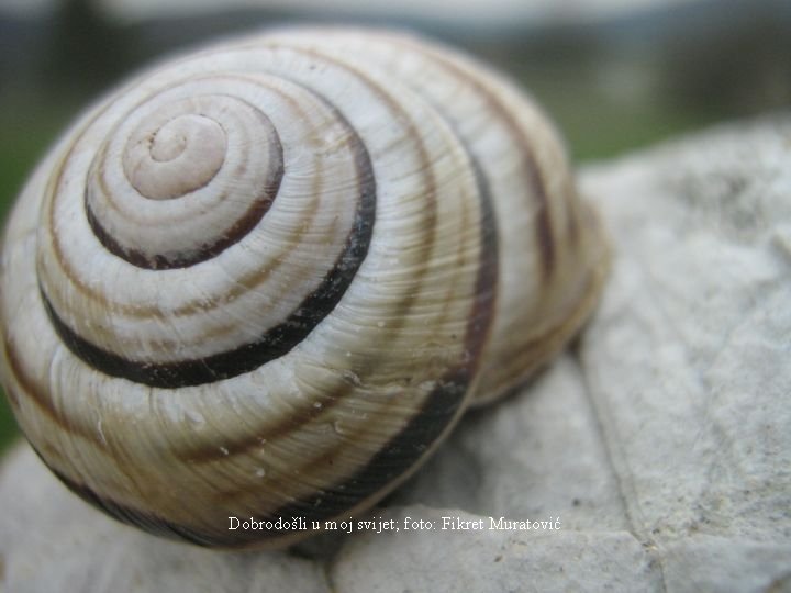 Dobrodošli u moj svijet; foto: Fikret Muratović 