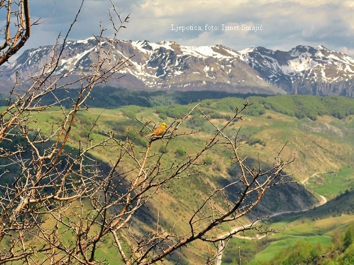 Ljepotica; foto: Ismet Smajić 