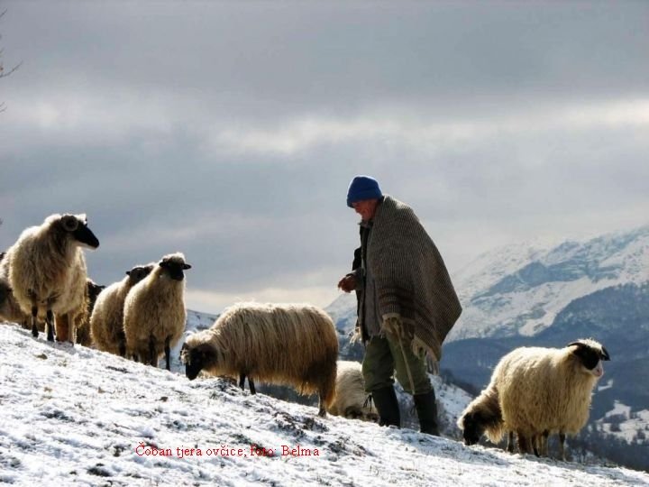 Čoban tjera ovčice; foto: Belma 