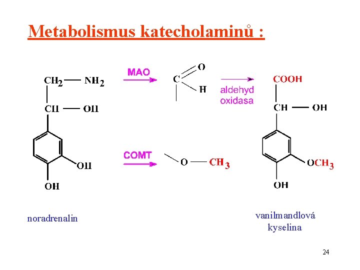 Metabolismus katecholaminů : noradrenalin vanilmandlová kyselina 24 