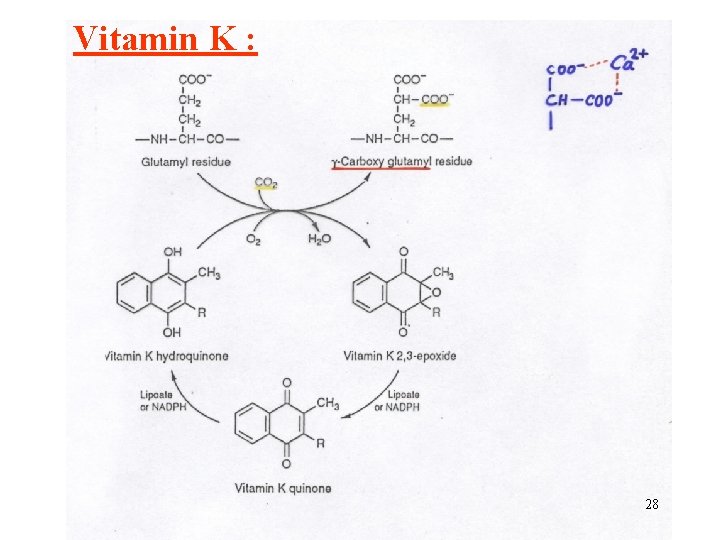 Vitamin K : 28 