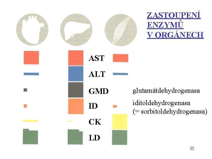 ZASTOUPENÍ ENZYMŮ V ORGÁNECH AST ALT GMD glutamátdehydrogenasa ID iditoldehydrogenasa (= sorbitoldehydrogenasa) CK LD