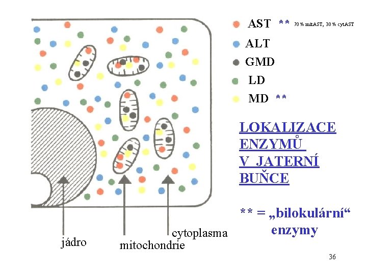 AST ** 70 % mit. AST, 30 % cyt. AST ALT GMD LD MD