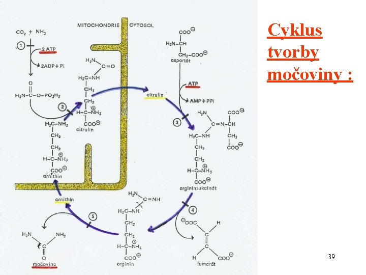 Cyklus tvorby močoviny : 39 