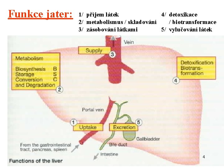 Funkce jater: 1/ příjem látek 4/ detoxikace 2/ metabolismus / skladování / biotransformace 3/