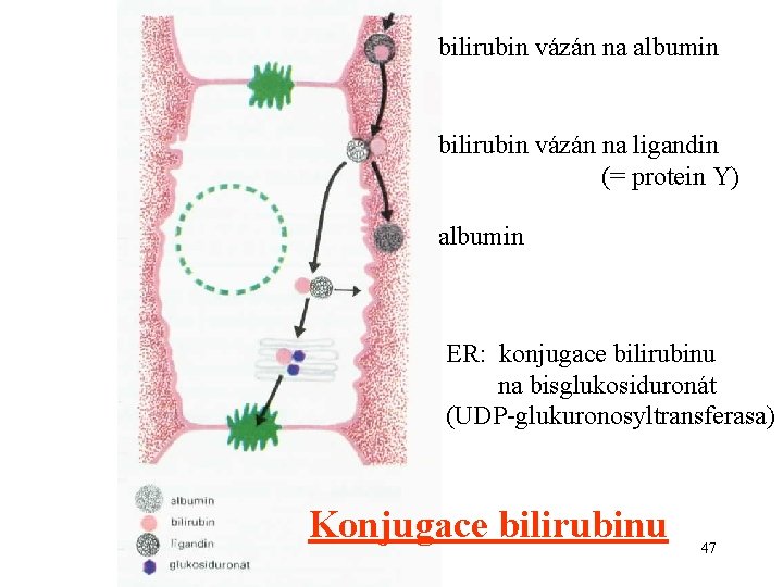 bilirubin vázán na albumin bilirubin vázán na ligandin (= protein Y) albumin ER: konjugace