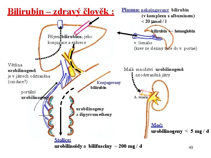 Bilirubin – zdravý člověk : Plasma: nekojugovaný bilirubin (v komplexu s albuminem) < 20